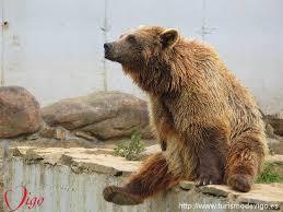 Vigozoo