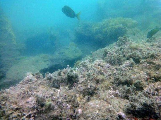 Buceo Estepona