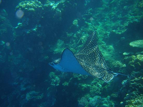 Freedive Tenerife