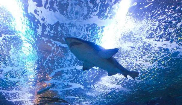 Aquarium de San Sebastián